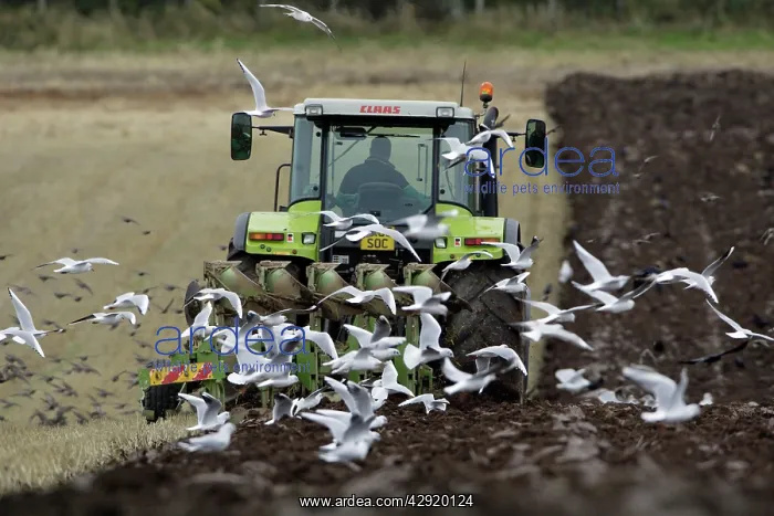 : Crows, Gulls and Starlings - following tractor : Crows, Gulls and Starlings - following tractor