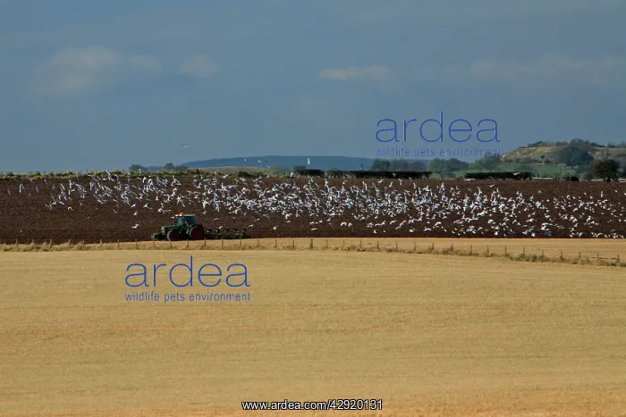 : Crows, Gulls and Starlings - following tractor : Crows, Gulls and Starlings - following tractor