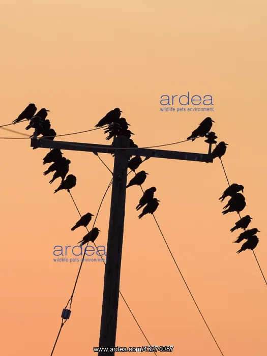 : Crows on power cables at sunset - Norfolk UK : Crows on power cables at sunset - Norfolk UK