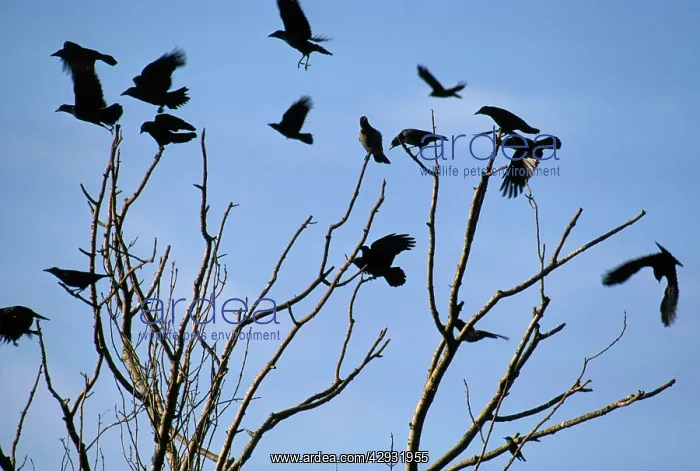 : CROWS & ROOKS - perched in treetop : CROWS & ROOKS - perched in treetop