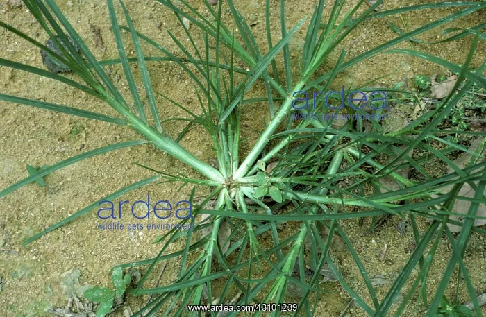 : Crowsfoot grass : Crowsfoot grass