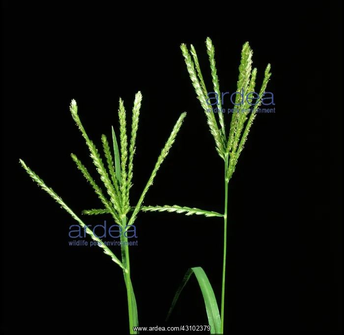 : Crowsfoot grass (Eleusine indica) : Crowsfoot grass (Eleusine indica)