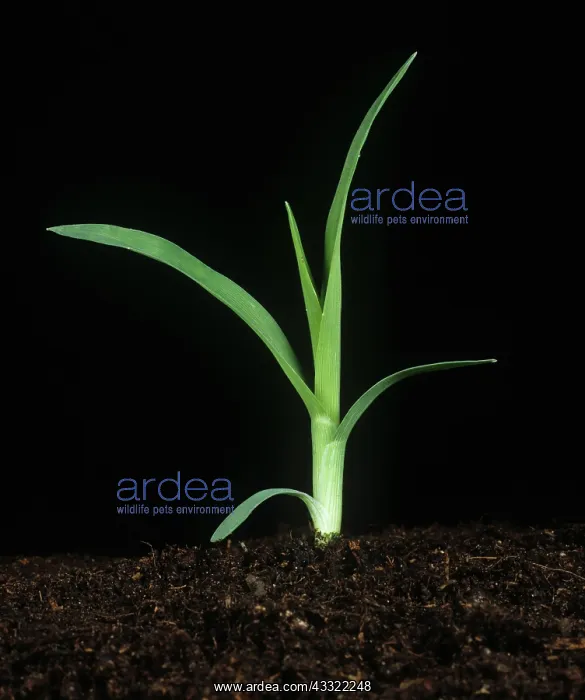 : Crowsfoot grass seedling : Crowsfoot grass seedling