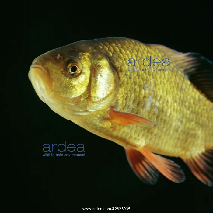  : Crucian Carp