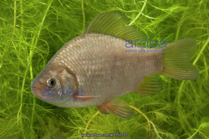 : Crucian Carp : Crucian Carp