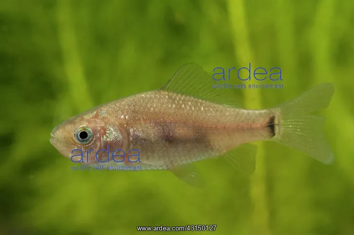 : Crucian Carp : Crucian Carp