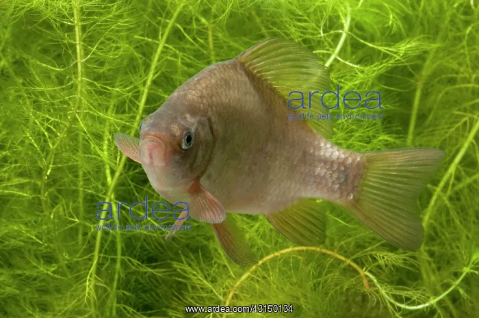 : Crucian Carp : Crucian Carp