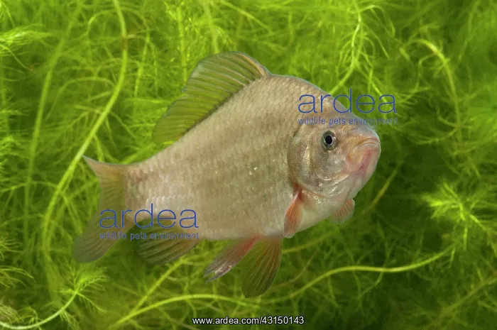: Crucian Carp : Crucian Carp