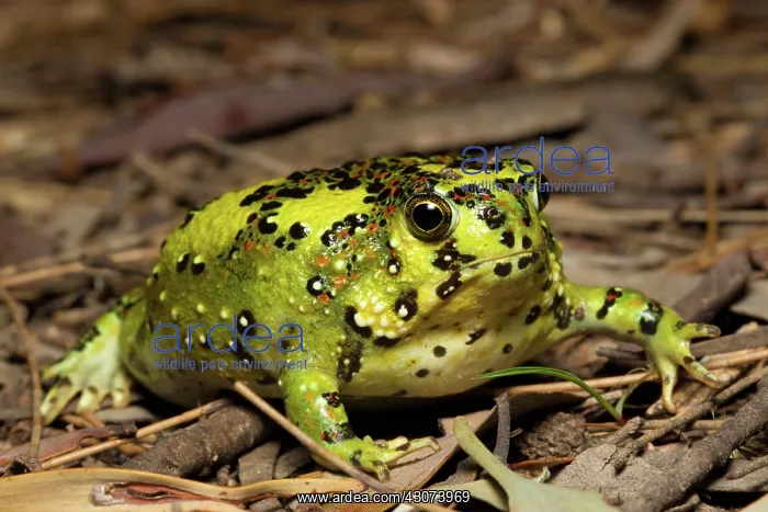 : Crucifix Frog : Crucifix Frog