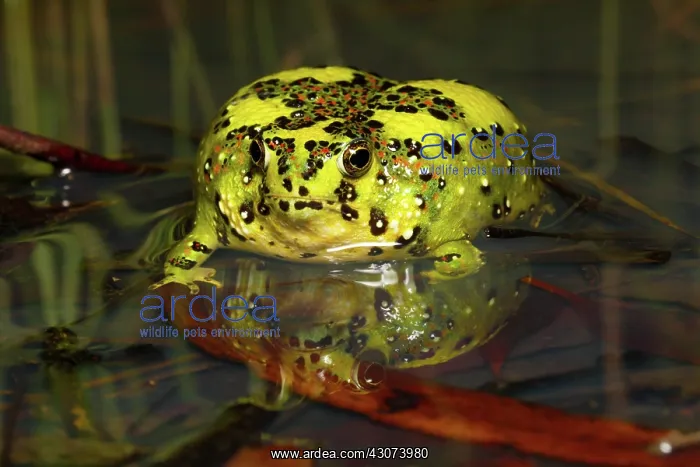 : Crucifix Frog : Crucifix Frog