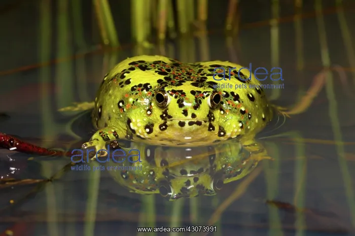 : Crucifix Frog : Crucifix Frog