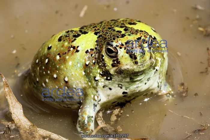 : Crucifix Toad : Crucifix Toad
