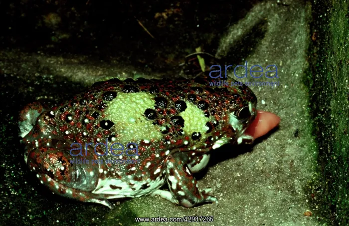 : Crucifix toad - flicking out its tongue at an ant : Crucifix toad - flicking out its tongue at an ant