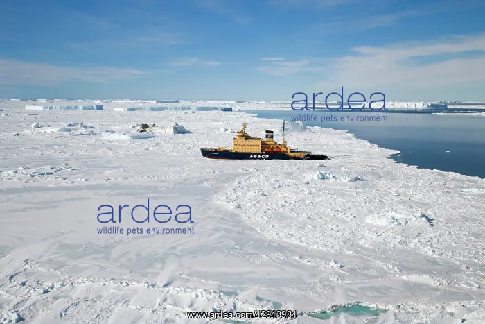 : Cruise ship, Ice Breaker parked in ice in the Weddel sea : Cruise ship, Ice Breaker parked in ice in the Weddel sea