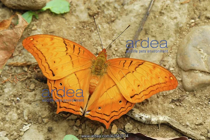 : Cruiser butterfly, Nymphalid : Cruiser butterfly, Nymphalid