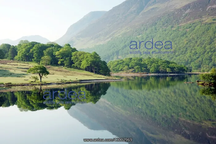 : Crummock Water - reflections : Crummock Water - reflections