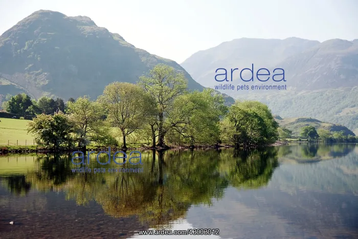 : Crummock Water - reflections : Crummock Water - reflections
