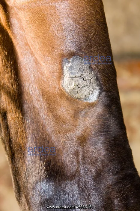 : Crust on a previous of a horse France : Crust on a previous of a horse France