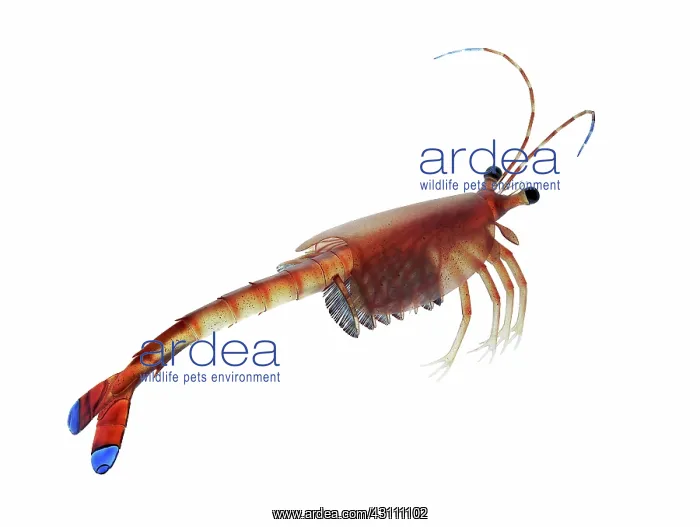 : Crustacean (Waptia fieldensis) : Crustacean (Waptia fieldensis)