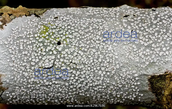 : Crustose, corticolous lichen - on branch : Crustose, corticolous lichen - on branch
