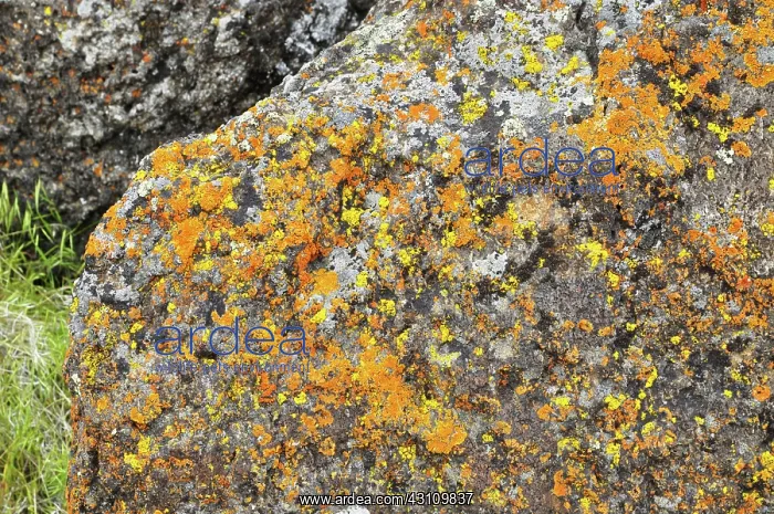 : Crustose lichens : Crustose lichens