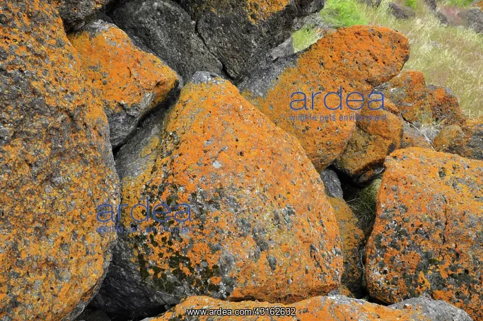 : Crustose Lichens : Crustose Lichens