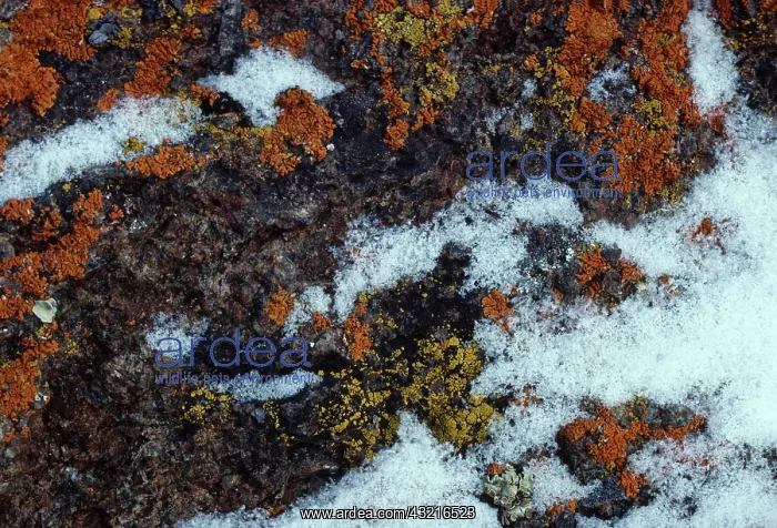 : Crustose Lichens : Crustose Lichens