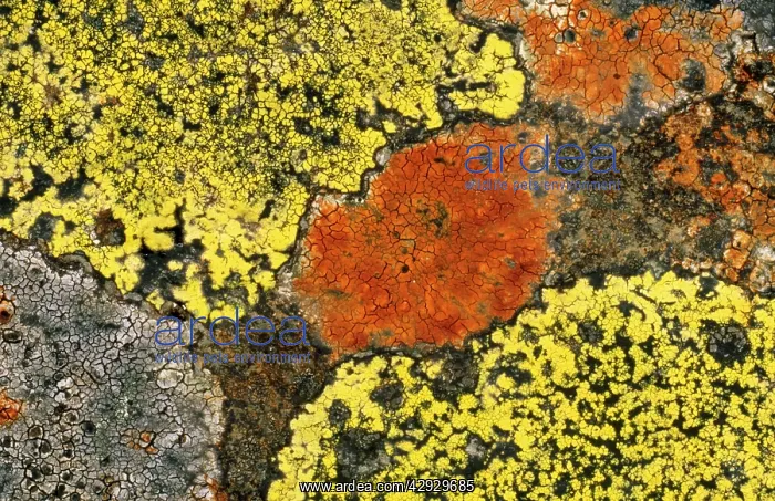 : Crustose LICHENS - on dry stone wall : Crustose LICHENS - on dry stone wall