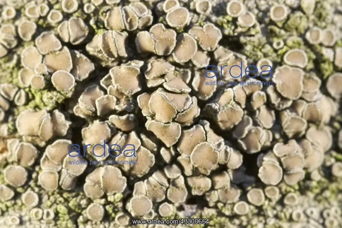 : Crustose Lichens on Rowan Tree Trunk with fruiting : Crustose Lichens on Rowan Tree Trunk with fruiting