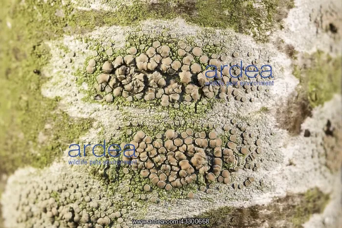 : Crustose Lichens on Rowan Tree Trunk with fruiting : Crustose Lichens on Rowan Tree Trunk with fruiting