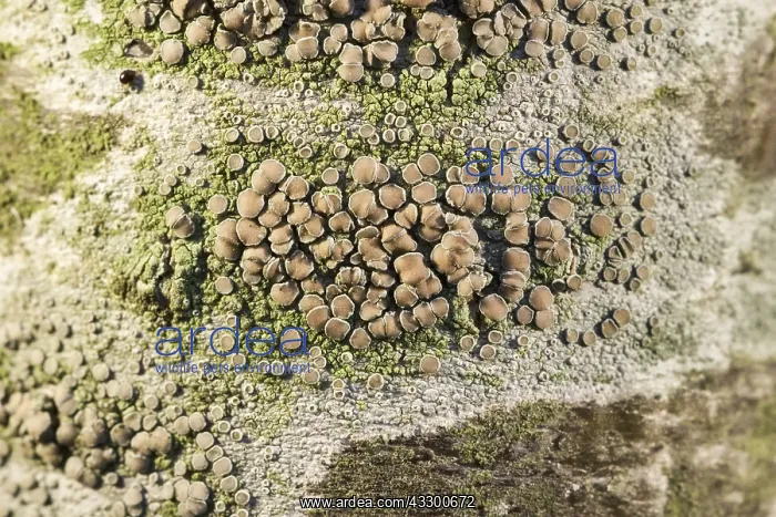 : Crustose Lichens on Rowan Tree Trunk with fruiting : Crustose Lichens on Rowan Tree Trunk with fruiting