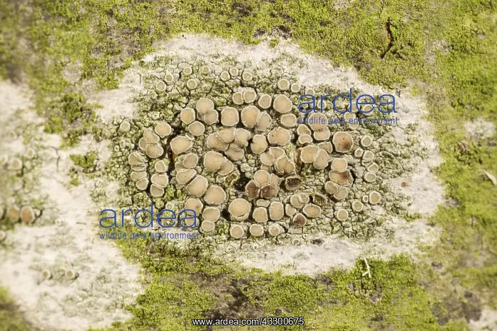 : Crustose Lichens on Rowan Tree Trunk with fruiting : Crustose Lichens on Rowan Tree Trunk with fruiting