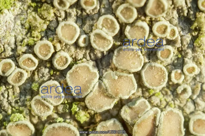 : Crustose Lichens on Rowan Tree Trunk - Norfolk : Crustose Lichens on Rowan Tree Trunk - Norfolk