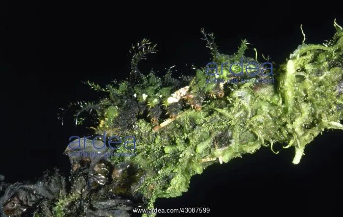 : Cryptic Butterfly Caterpillar : Cryptic Butterfly Caterpillar