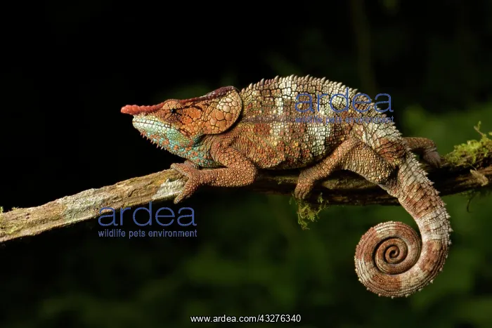 : Cryptic chameleon (Calumma crypticum), male on branch : Cryptic chameleon (Calumma crypticum), male on branch
