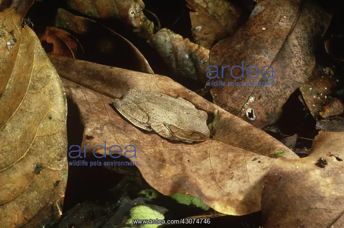 : Cryptic Frog : Cryptic Frog
