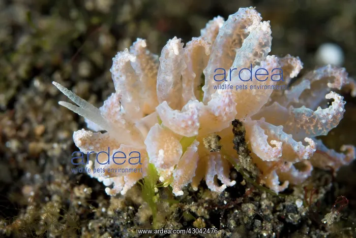 : Cryptic Phyllodesmium Nudibranch : Cryptic Phyllodesmium Nudibranch