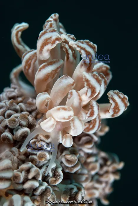 : Cryptic Phyllodesmium Nudibranch - with cerata with : Cryptic Phyllodesmium Nudibranch - with cerata with