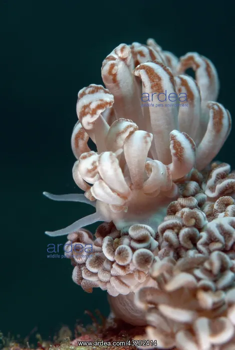 : Cryptic Phyllodesmium Nudibranch - with cerata with : Cryptic Phyllodesmium Nudibranch - with cerata with