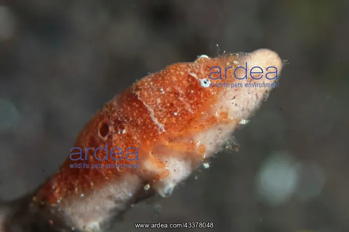 : Cryptic Sponge Shrimp : Cryptic Sponge Shrimp