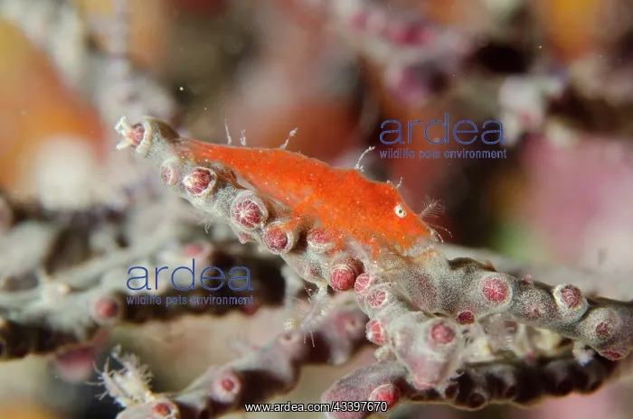 : Cryptic Sponge Shrimp : Cryptic Sponge Shrimp