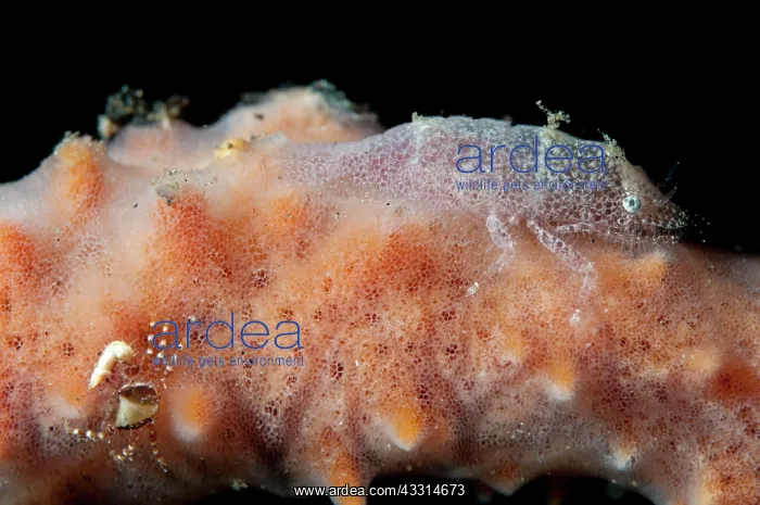 : Cryptic Sponge Shrimp - on host sponge during night dive : Cryptic Sponge Shrimp - on host sponge during night dive