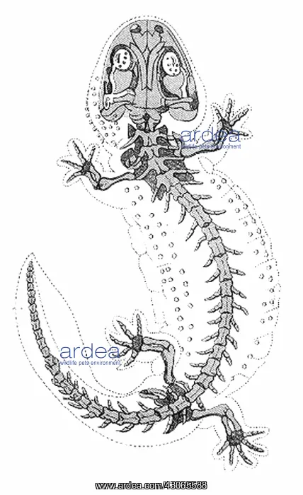 : Cryptobranchus : Cryptobranchus