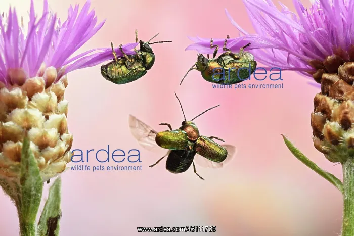 : Cryptocephalus sericeus (Cryptocephalus sericeus) : Cryptocephalus sericeus (Cryptocephalus sericeus)