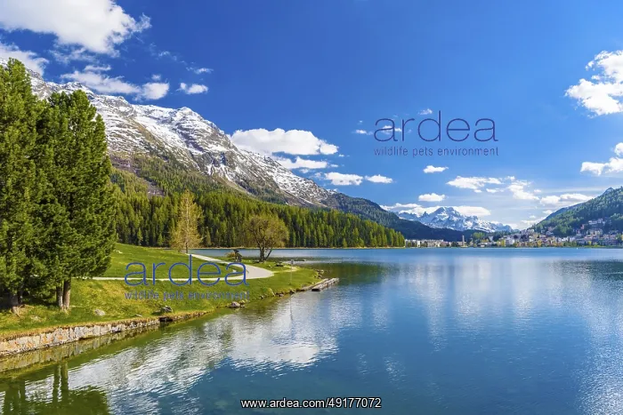 : Crystal blue Lake St. Moritz, Sankt Moritz : Crystal blue Lake St. Moritz, Sankt Moritz