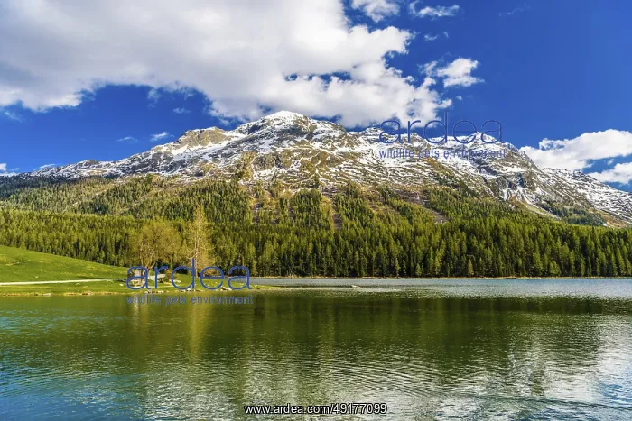 : Crystal blue Lake St. Moritz, Sankt Moritz : Crystal blue Lake St. Moritz, Sankt Moritz