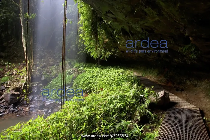 : Crystal Falls, Wonga Walk, Dorrigo National : Crystal Falls, Wonga Walk, Dorrigo National
