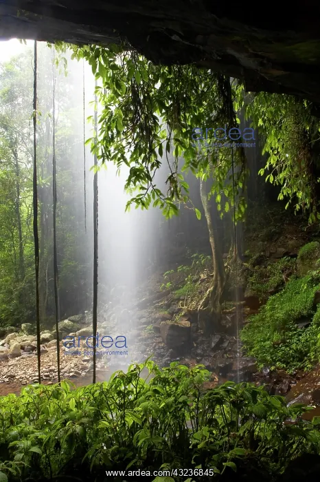 : Crystal Falls, Wonga Walk, Dorrigo National : Crystal Falls, Wonga Walk, Dorrigo National
