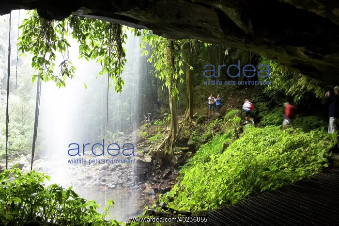 : Crystal Falls, Wonga Walk, Dorrigo National : Crystal Falls, Wonga Walk, Dorrigo National