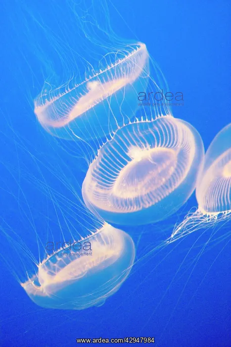 : Crystal Jelly : Crystal Jelly